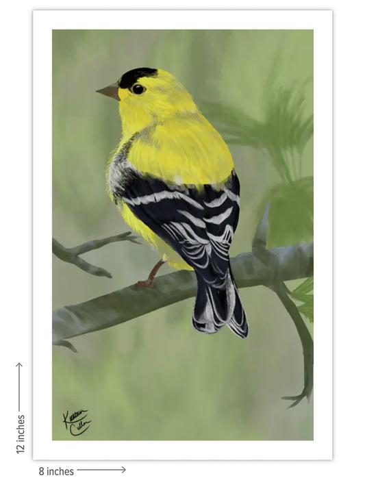 American Goldfinch - Giclee Art Print