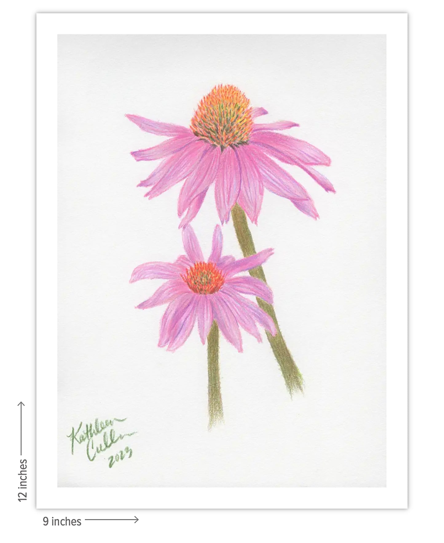 Echinacea Flowers - Giclee Art Print
