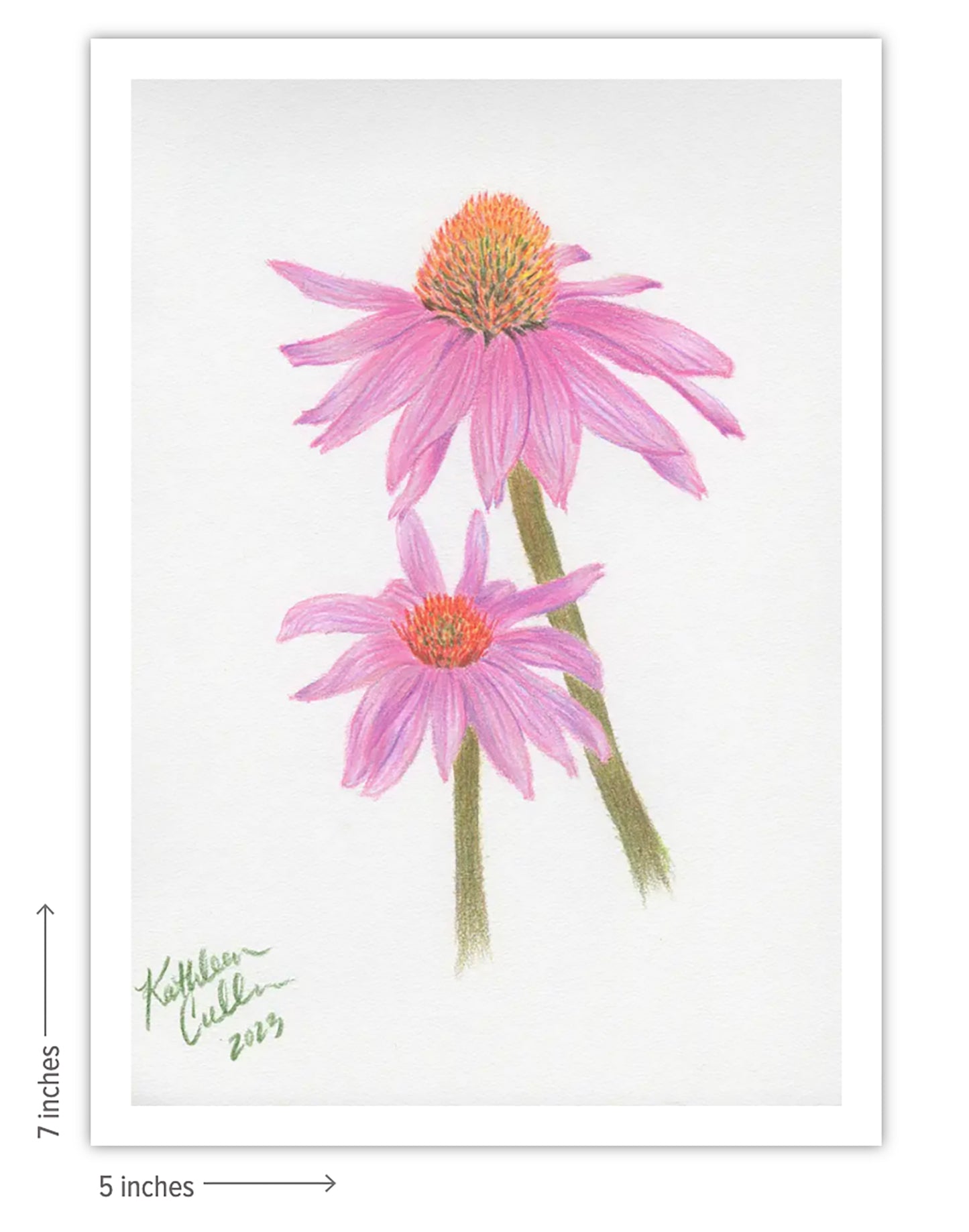Echinacea Flowers - Giclee Art Print