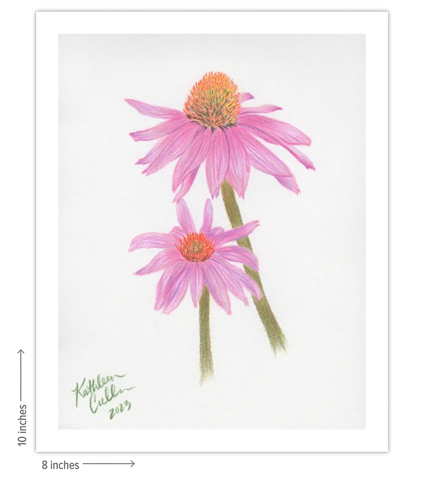 Echinacea Flowers - Giclee Art Print