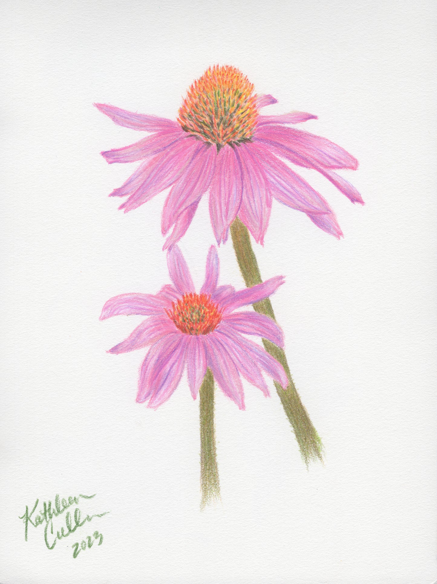 Echinacea Flowers - Giclee Art Print