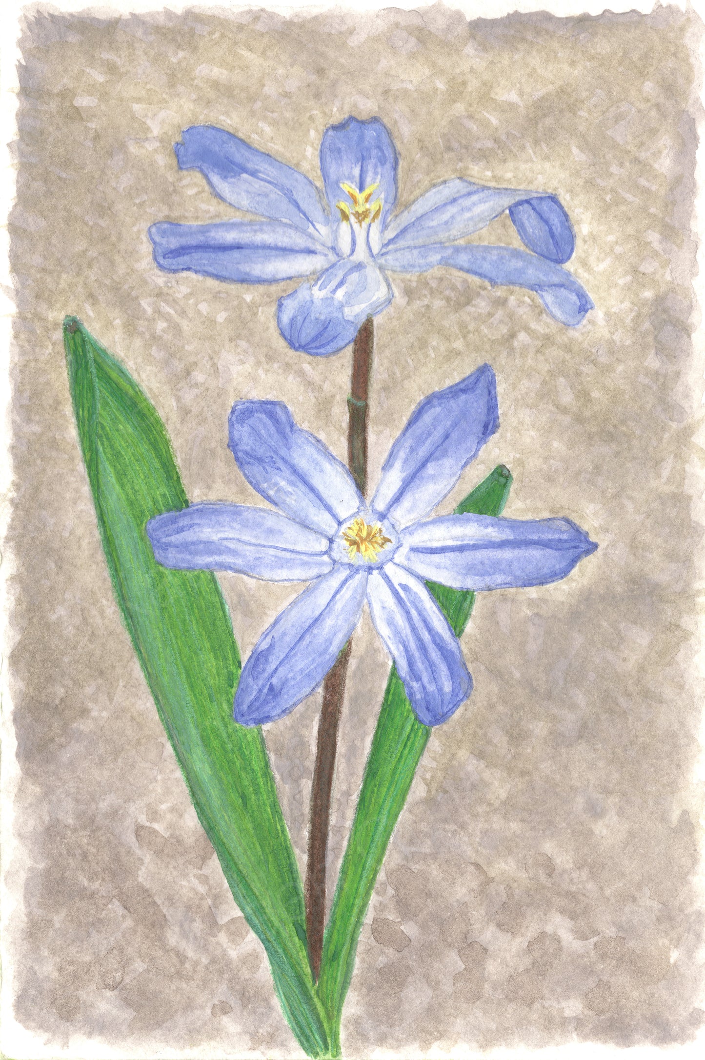 Glory of the Snow - Giclee Art Print